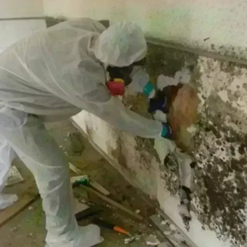 Mold Remediation and Removal in Celina, TN